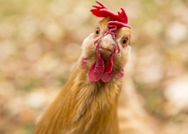 Huhn | Credit: istockphotos/Shootingstar22