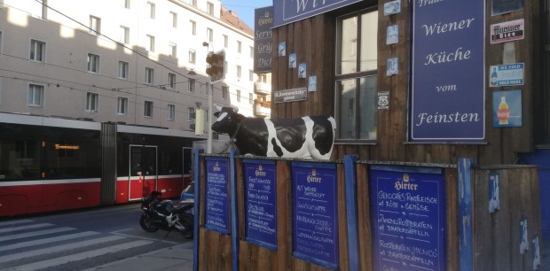 Kuh vor Straßenbahn