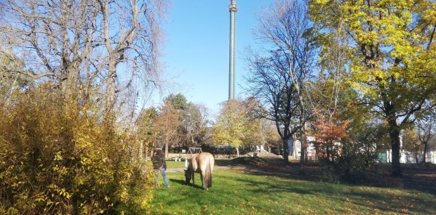 Pferd im Prater