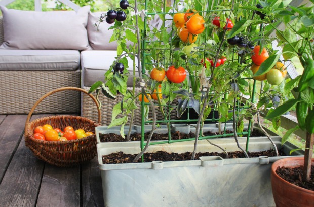 Eine Terrasse mit selbst gezüchtetem Gemüse