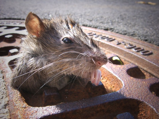 Ratte im Kanaldeckel