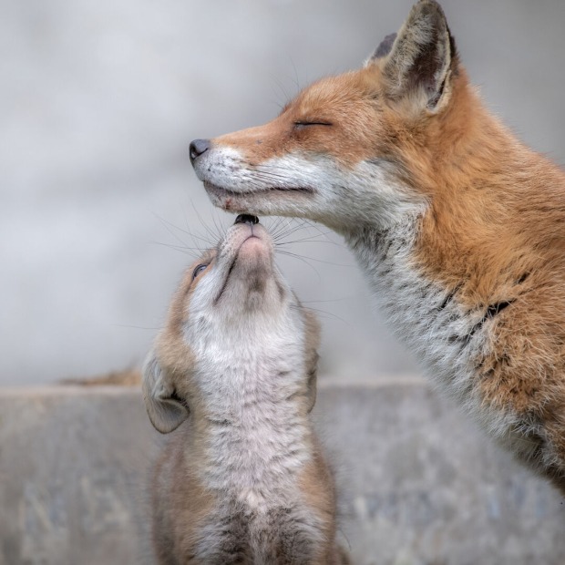 Mama Fuchs und Baby Fuchs