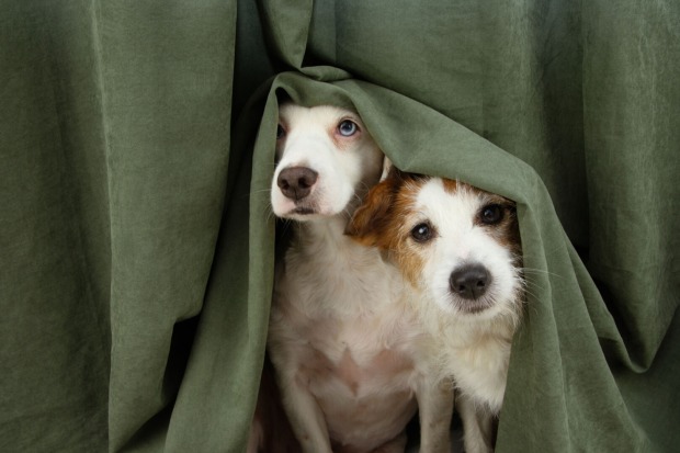 Zwei Hunde, ängstlich unter einem Vorhang versteckt