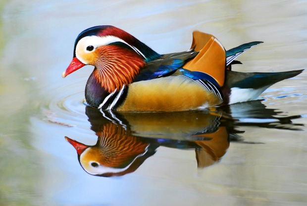 Mandarinente im Wasser
