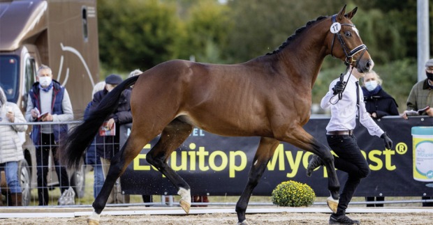 Trakehnerhengst Sinatra