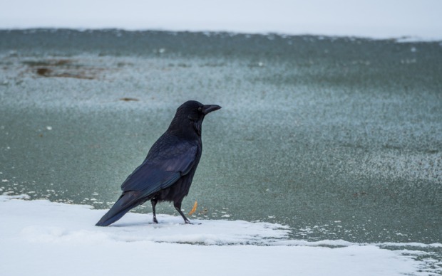 Krähe im Winter | Credit: Getty Images/iStockfoto