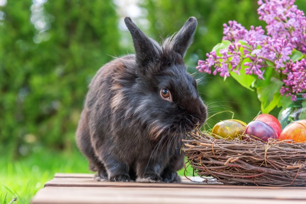 Hase
