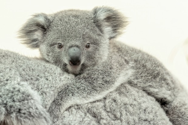 kleiner Koala am Rücken seiner Mutter