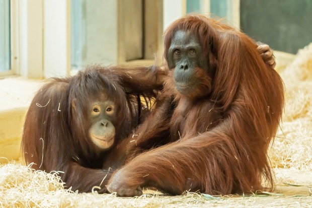 Sari und ein Orang-Utan