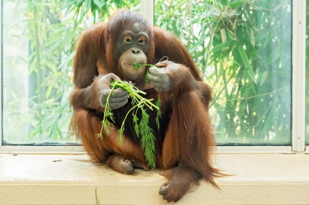 Orang-Utan Sari in Schönbrunn