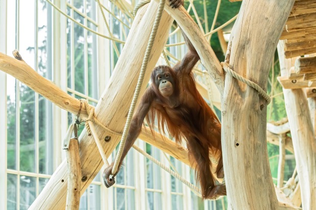 Orang-Utan Sari turnt am Seil