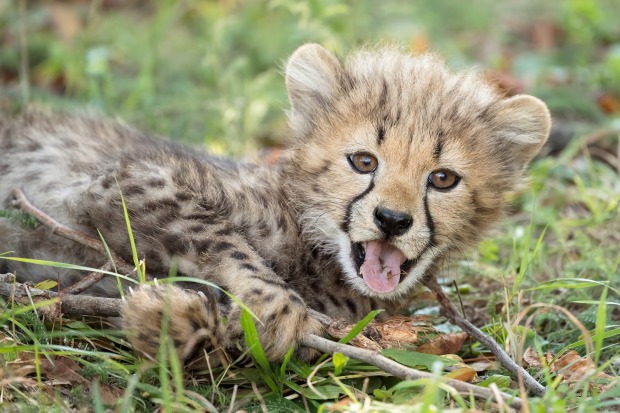 Fauchendes Gepardenbaby