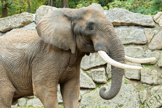 Elefantenbulle zeigt sich im Tiergarten Schönbrunn