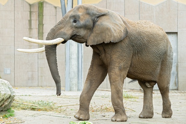 Tembo spaziert durch den Tierpark Schönbrunn