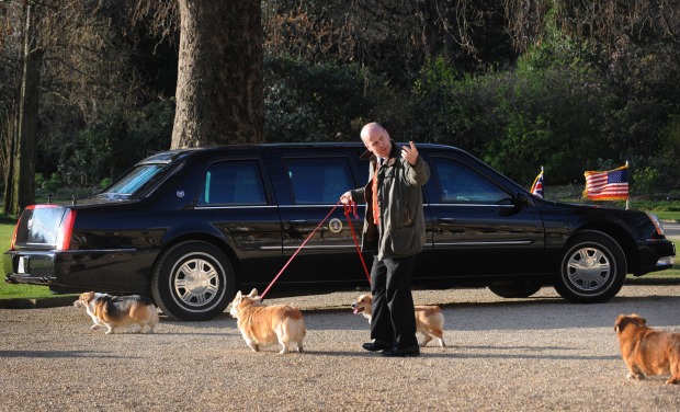 Spaziergang mit Corgis