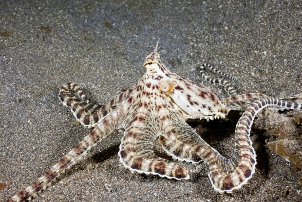 Oktopus | Credit: MAURITIUS IMAGES/REINHARD DIRSCHERL/ALAMY