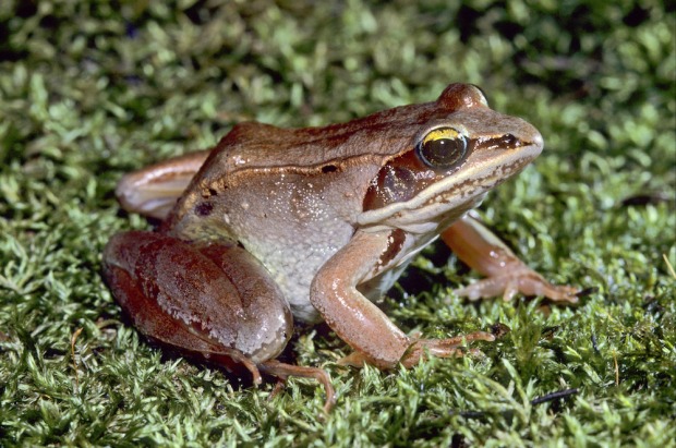 Eisfrosch | Credit: MAURITIUS IMAGES/LARRY WEST/FLPA/IMAGEBROKER