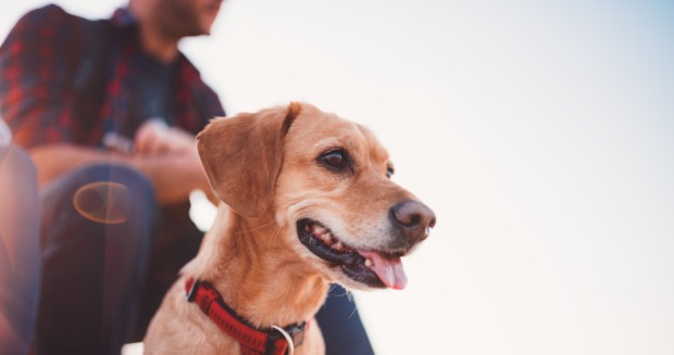 Wandern mit Hund | Credit: iStock.com/Kerkez