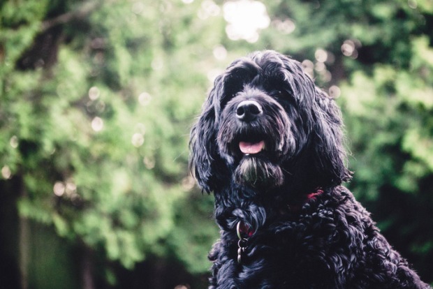 Portugiesischer Wasserhund | Credit: iStock.com/JackWylieShot
