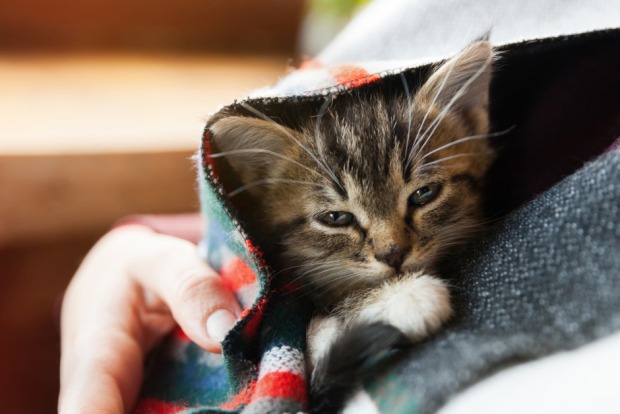 Mit Katzen kuscheln - gut für die seelische Gesundheit | Credit: iStock.com/Prystai