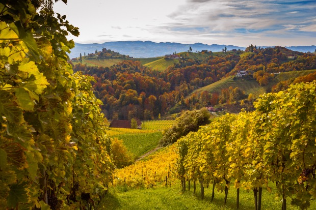 Eine Panoramaaufnahme eines steirischen Weinbaugebiets