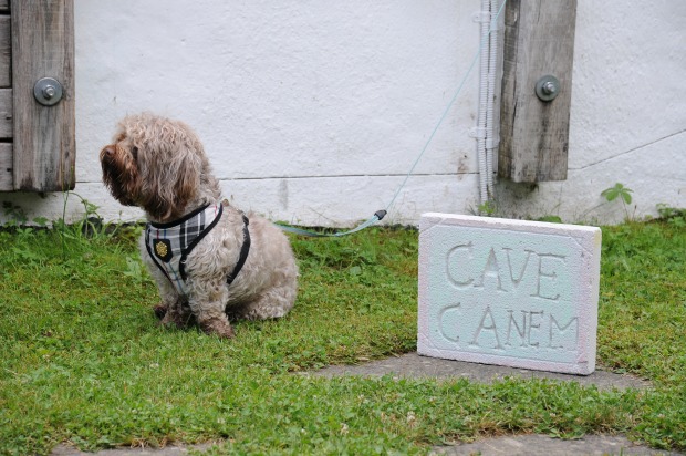 Hund mit Ytong-Stein und lateinischer Inschrift