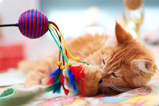Katze beim Spielen | Credit: iStock.com/dentharg