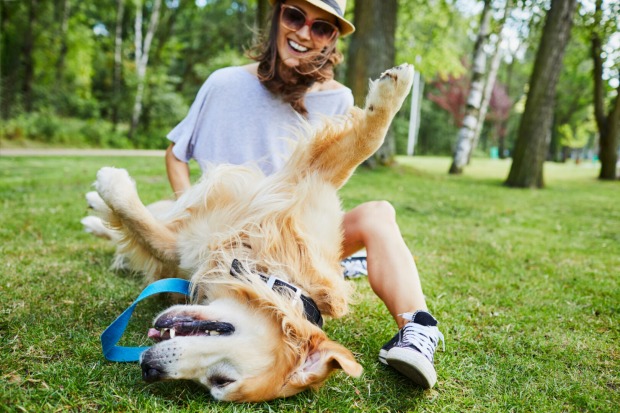 Hund Park Urlaub