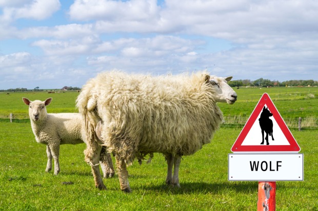 Schafe auf der Weide