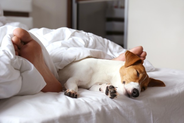 Hund Bett