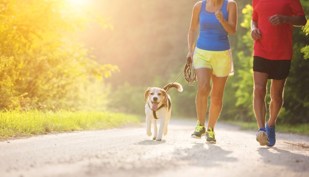 Joggen Hund