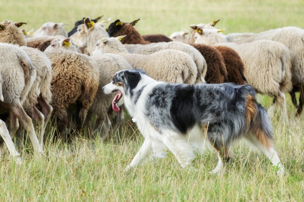 Herdenhund mit Schafen