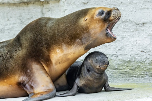 Robben-Baby mit Mama Nina