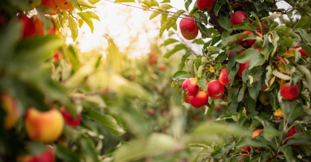 Äpfel im Herbst