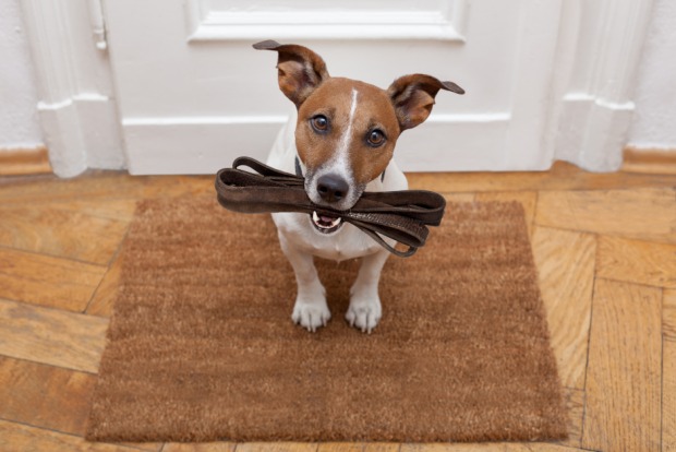 Hund mit Leine im Maul wartet darauf, Gassi geführt zu werden | Credit: iStock.com/damedeeso