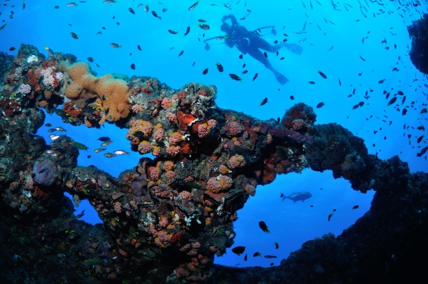 Bunte Unterwasserwelt rund um die Yongala | Credit: iStock.com/Nigel Marsh