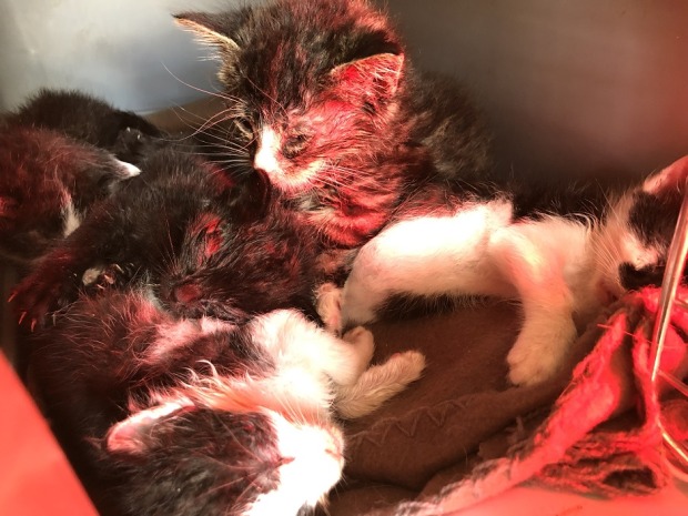 Vier verschmutzte Katzenbabys in einer Box.
