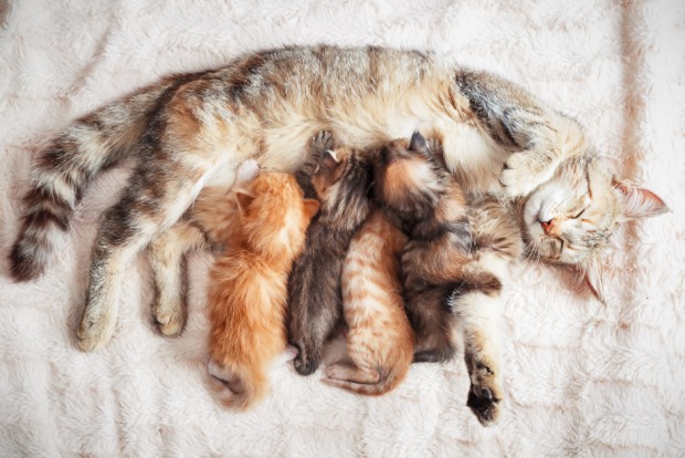 Eine Katze säugt ihre Jungen | Credit: iStock.com/bozhdb