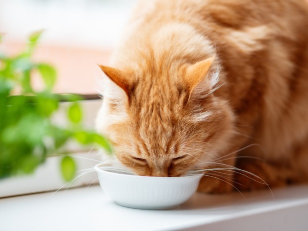 Rötlich gestreifte Katze frisst aus ihrem Napf | Credit: iStock.com/Konstantin Aksenov