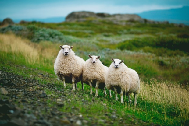 Drei isländische Schafe | Credit: iStock.com/george mkheidze