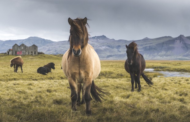 Islandpferde in freier Wildbahn | Credit: iStock.com/Raimundas Puckus