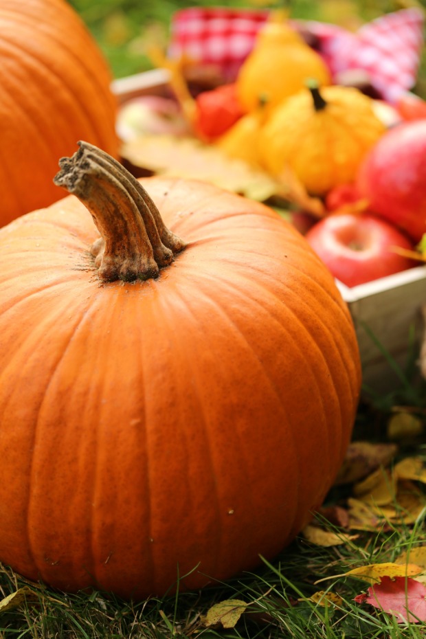 Prächtiger Kürbis vor einer herbstlichen Obstschale | Credit: iStock.com/yul38885