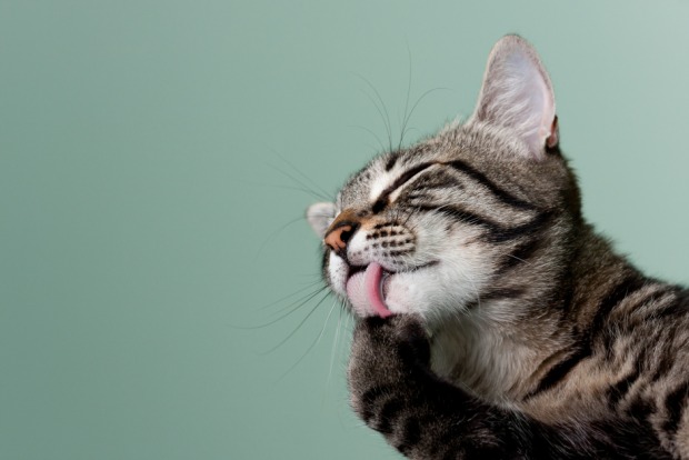 Getigerte Katze bei ihrer Fellpflege | Credit: iStock.com/mehampson