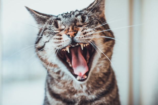Eine junge Tigerkätze gähnt aus vollem Herzen | Credit: iStock.com/Terroa