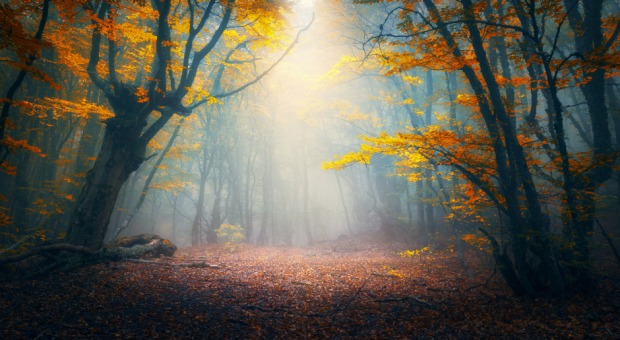 Lichtung eines düsteren Waldes | Credit: iStock.com/den-belitsky