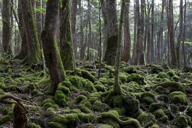 Der dichte Wald „Aokigahara" in Japan | Credit: iStock.com/TOSHIHARU ARAKAWA