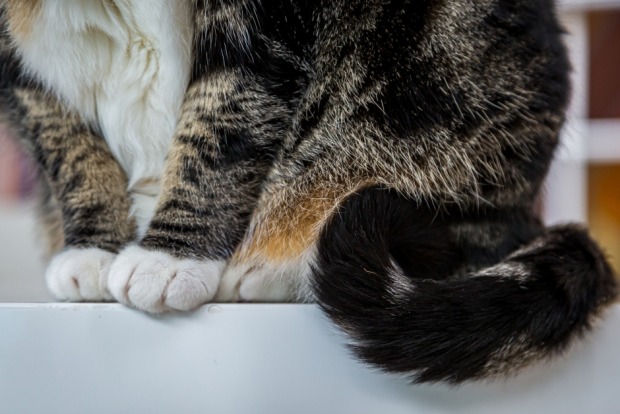 Sitzende Katze | Credit: iStock.com/Lemanieh