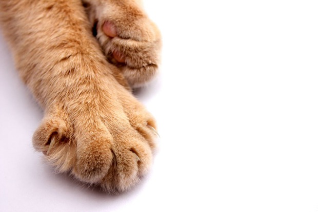 Katze fährt ihre Krallen aus | Credit: iStock.com/Yuliya