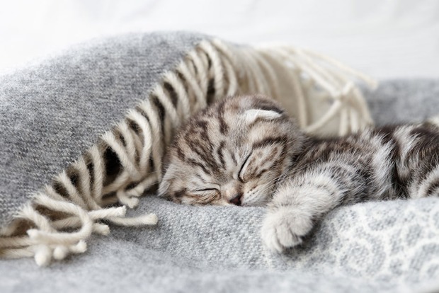 Kätzchen schläft in eine Decke gekuschelt | Credit: iStock.com/kobeza