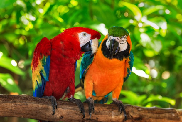 Zwei Papageien auf einem Ast | Credit: iStock.com/dmodlin01